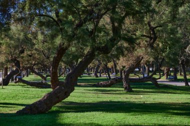 Mesones parkında, Santander 'de, İspanya' da, Avrupa 'da Tamares ağacı