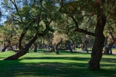 Mesones parkında, Santander 'de, İspanya' da, Avrupa 'da Tamares ağacı