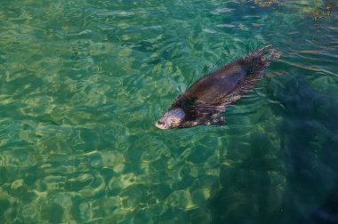 Gri Fok Halichoerus grypus, Phocidae