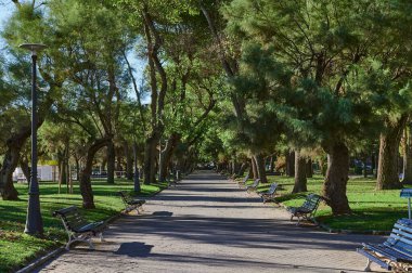 Mesones parkında, Santander 'de, İspanya' da, Avrupa 'da Tamares ağacı