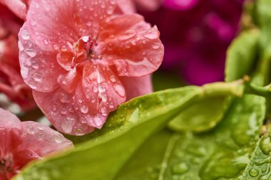 Güzel sardunya yaprakları yağmurda