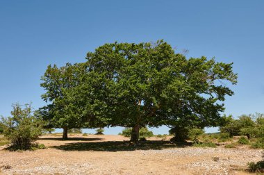 Mavi gökyüzünde büyük bir ağaç, Sierra de Urbasa Doğal Parkı, Navarre, İspanya