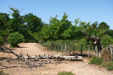 Mirador de Ubaba 'da devrilmiş ağaç, Balcon de Pilatos, Urbasa, Navarre, İspanya, Avrupa