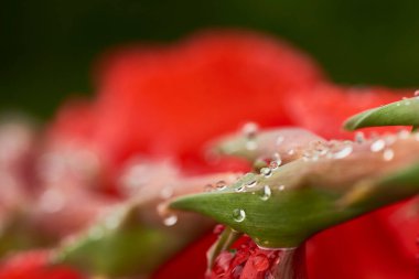 Kırmızı zambak üzerine düşen suyun yakın görüntüsü