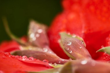 Kırmızı zambak üzerine düşen suyun yakın görüntüsü