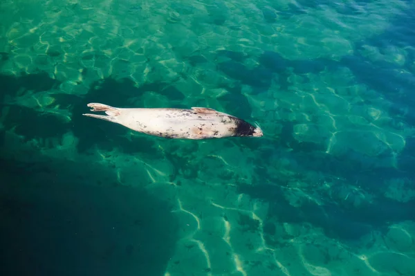 Gri Fok Halichoerus grypus, Phocidae