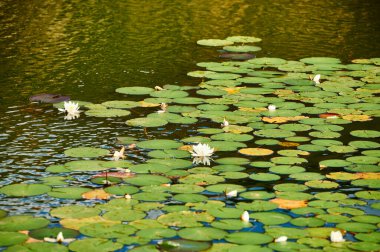 Ninfeceas, Nymphaeaceae Nilüferler
