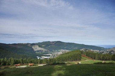 Limuzin İneği, Castro Urdiales, Cantabria, İspanya, Avrupa