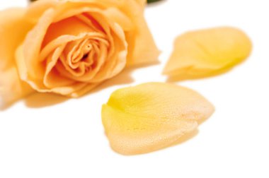 Su damlalı sarı gül