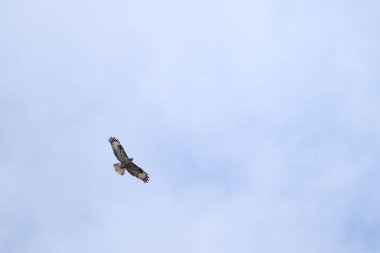 Uçsuz bucaksız mavi gökyüzünde kanatları açık uçan akbaba, özgürlüğünü ve doğal zarafetini gösteren yırtıcı kuşlar.