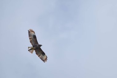 Soluk mavi gökyüzünde yükselen, güçlü kanatları ve detaylı tüyleri olan, yaygın bir akbaba.