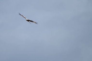 Kırmızı uçurtma yırtıcı kuşu uçuyor, kanatları açık mavi gökyüzüne doğru yayılıyor. Zarif kuş avcısı süzülüyor