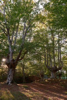 Gorbeia Doğal Parkı, Alaba, Bask Ülkesi, İspanya, Avrupa