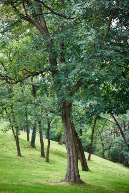 Artxanda Parkı, Bilbao, Biscay, Bask Ülkesi, Euskadi, İspanya, Avrupa.