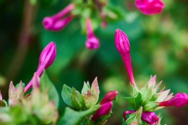 Bulanık arkaplanda güzel pembe çiçeklerin yakın çekimi