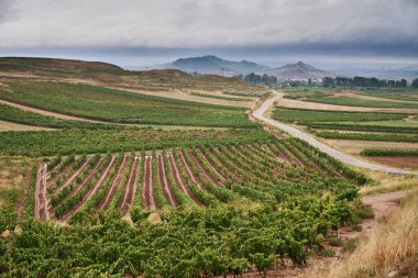 Hurcanos, Logrono, La Rioja, İspanya ve Avrupa 'daki üzüm bağlarının manzarası