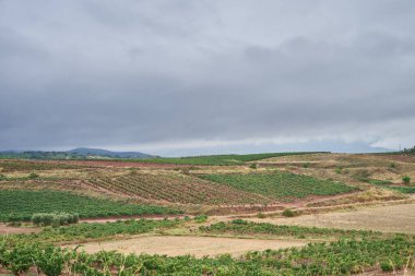 Huercanos, Logrono, La Rioja, İspanya ve Avrupa 'daki üzüm bağlarının manzarası