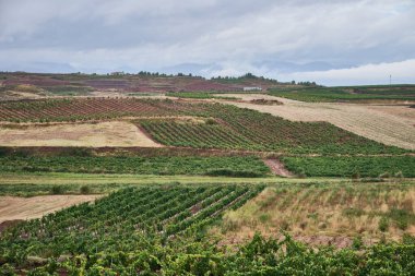 Hurcanos, Logrono, La Rioja, İspanya ve Avrupa 'daki üzüm bağlarının manzarası