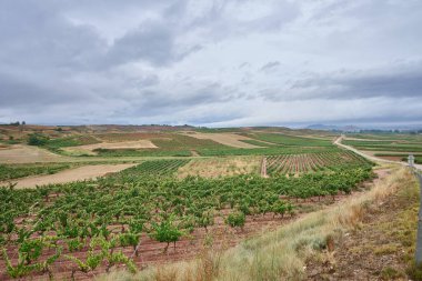 Huercanos, Logrono, La Rioja, İspanya ve Avrupa 'daki üzüm bağlarının manzarası