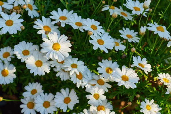 Shasta Daisy Leucanthemum x superbum 'un yakın görüntüsü.