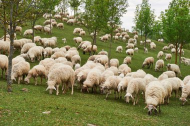 Koyun sürüsü otluyor.