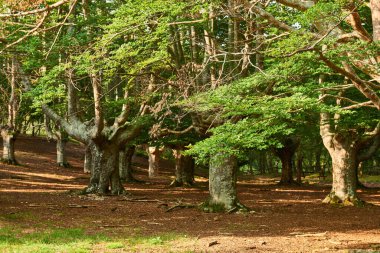 Kayın Ormanı, Gorbeya Doğal Parkı, Alava-Bizkaia, Bask Ülkesi, Euskadi, İspanya, Avrupa, Avrupa