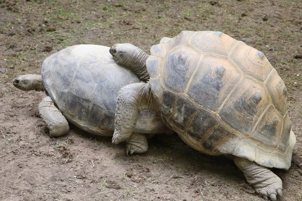 Açık mavi gökyüzünün altında yumuşak pembe ve bej renkli Hollanda laleleri. Çiçek sıraları mesafeye kadar uzanıyor, çarpıcı ve renkli bir manzara yaratıyor. Hollanda 'daki tipik ilkbahar mevsimi gibi sakin ve doğal bir güzelliği çağrıştırıyor..