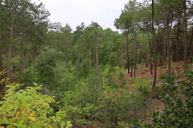 Bulutlu gökyüzü altında yoğun sonbahar ormanı. Islak yapraklar yeşil ve kahverengi tonlarda parlayarak karamsar ve taze bir atmosfer yaratır. Sis ve bulutlu ışık olay yerine derinlik katar.