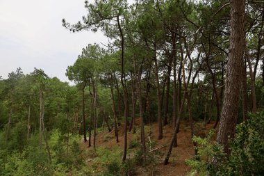 Bulutlu gökyüzünün altında yoğun sonbahar ormanı. Ağırlıklı olarak yeşil yapraklar ve kahverengi ipuçları dengesiz, doğal bir atmosfer yaratır. Sisli ya da bulutlu koşullar derinlik ve doku ekler.