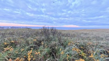 Fotoğraf, Aralık ayındaki çimlerin üzerinde mor renkli bir gökyüzünün küçük sarı yapraklarla kaplı olduğu güzel bir sahne yakalıyor. Uzakta, manzara Egmond aan Zee kasabası yakınlarındaki Kuzey Denizi 'ne doğru açılıyor ve sakin bir kış kıyı atmosferi yaratıyor..
