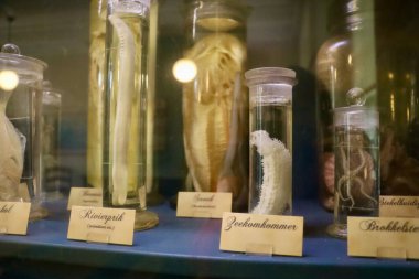 Bilimsel çalışma için laboratuvar kavanozlarında sergilenen korunmuş deniz hayvanları..