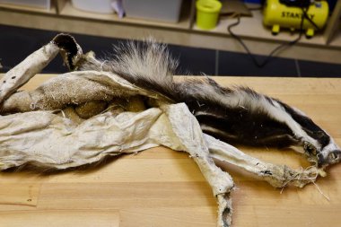 Geleneksel deri işleme tekniklerini göstermek için küçük hayvan derileri sergilenir.