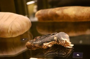 Antik Mısır 'dan paketlenmiş hayvan mumyaları bir müze sergisinde sergilendi.