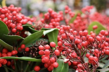 Yeşil yapraklı parlak kırmızı böğürtlenler yumuşak ve bulanık bir arka plana doğru çekiliyor. Sığ alan derinliği renk zenginliğini ve doğal güzelliği arttırır. Bu görüntü tazeliği ve yumuşak mevsimsel havayı iletir..