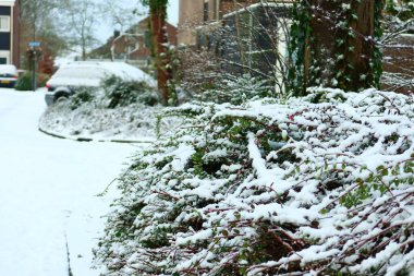 Önü karla kaplı bir çalı, yumuşak bir kış arkaplanı oluşturur. Park halindeki arabalar ve karlı bir cadde uzakta bulanık görünüyor.