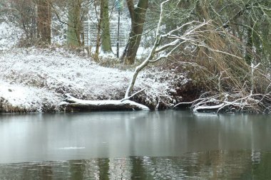 Sakin bir kış gölü boyunca uzanan ağaçlarla kaplı karla kaplı bir göl. Basit kompozisyon ve yumuşak kış renkleri donmuş kıyı şeridinin dinginliğini ve açıklığını vurgular.
