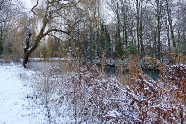 Kuru otlarla kaplı bir orman gölünün karlı kıyısı ve donmuş suyun üzerine eğilmiş bir söğüt ağacı. Sahne derin kışı yansıtıyor sakin ve el değmemiş doğayı..
