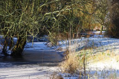 Sahilde karlı nehir manzarası ve suyun üzerine eğilmiş ağaçlar. Parlak kış ışığı barışçıl bir doğal atmosfer yaratır..