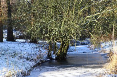 Güneşli bir kış gününde doğrudan sudan büyüyen bir ağacın olduğu donmuş akarsu. Buzlu yüzeyde kar kontrastı ile kaplı yeşil dallar. Görüntü, soğuk Şubat havasında doğanın esnekliğini vurguluyor..