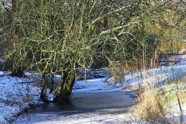 Orman nehri donmuş bir arazide akıyor ve her iki kıyıda da ağaçlar var. Soğuk, durgun atmosfer, kış ormanlarına hakim..