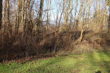 Kuru, yaşlanan ağaçlarla dolu bir orman kenarı ilkbahar ışığı altında duruyor..