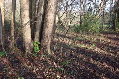 Bir tarafta bir grup ağacın ve ön planda açık arazinin olduğu minimum bir orman manzarası..