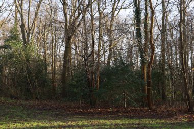 Yoğun orman bitkileri. Güneş ışığı, sık çalılar ve ağaçların arasından zar zor geçiyor..