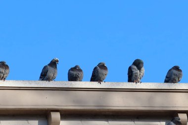 Güvercinler mavi gökyüzünün altında dinleniyor.
