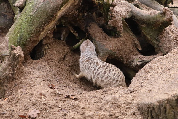 Meerkat digging and emerging from its burrow. The animal displays natural instinctive behavior.