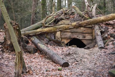 Düşmüş ağaç gövdeleriyle kaplı bir kurda ait olabilir. Orman ortamında doğal barınak.