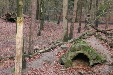 Büyük hayvan inleriyle park yeri, muhtemelen kurt ya da ayı yuvaları..