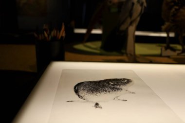 Müze sanat koleksiyonunun bir parçası olarak sergilenen bir farenin el çizimi.