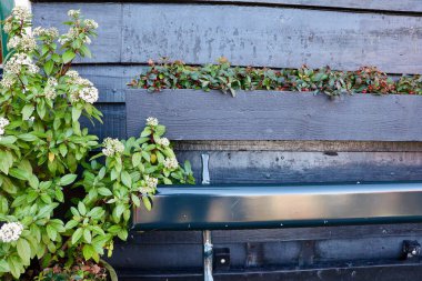 Sade ahşap bir bankta, yanında bir çiçek var..