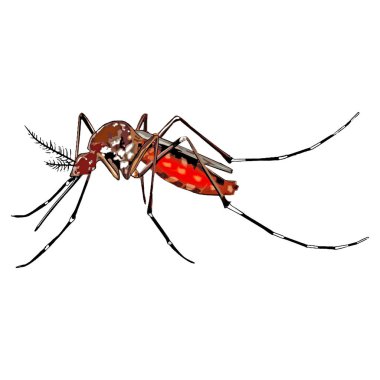 Beyaz arka planda sivrisinek izole edilmiş. sivrisinek